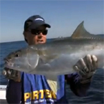 VIDEO: Fishing The Edge – Jigging kingfish